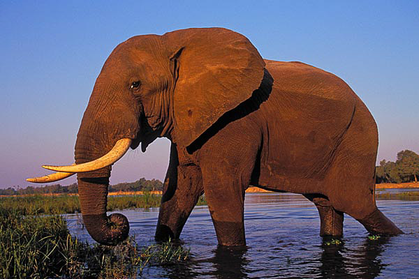 AFRICAN ELEPHANT (Loxodonta africana).