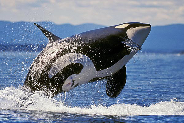 ORCA (Orcinus orca).