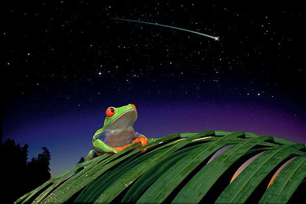 RED-EYED TREE FROG composite.